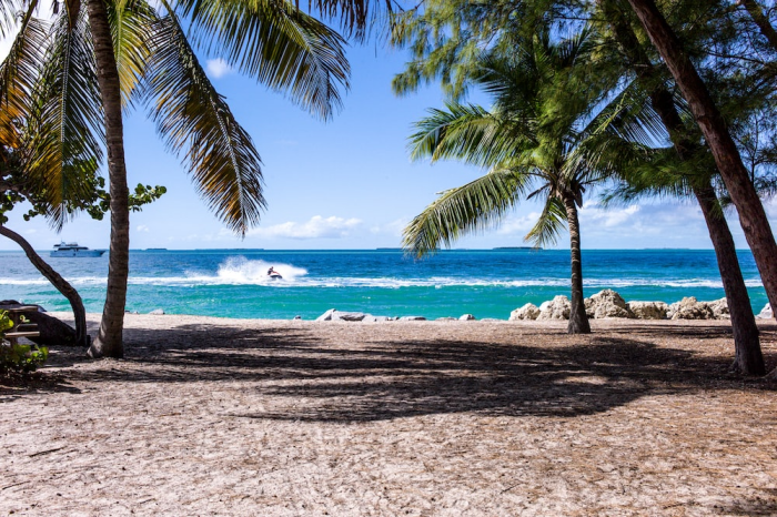 Coconut trees on the beach