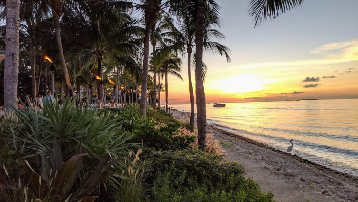 Coconut trees on the beach