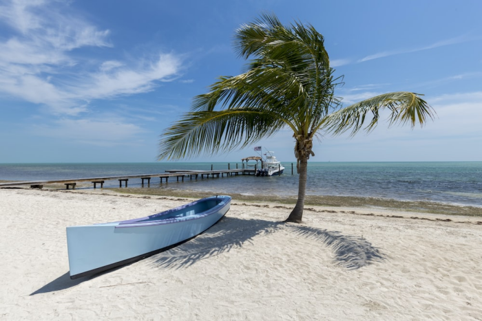 A coconut tree and a boat on the beach