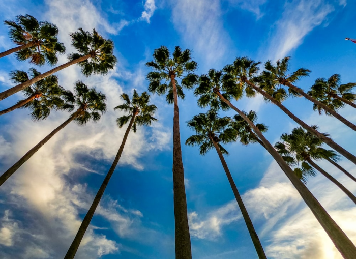 Green palm tree from the bottom to top