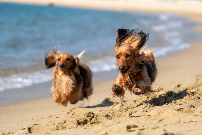 Two brown and black dogs running on the beach