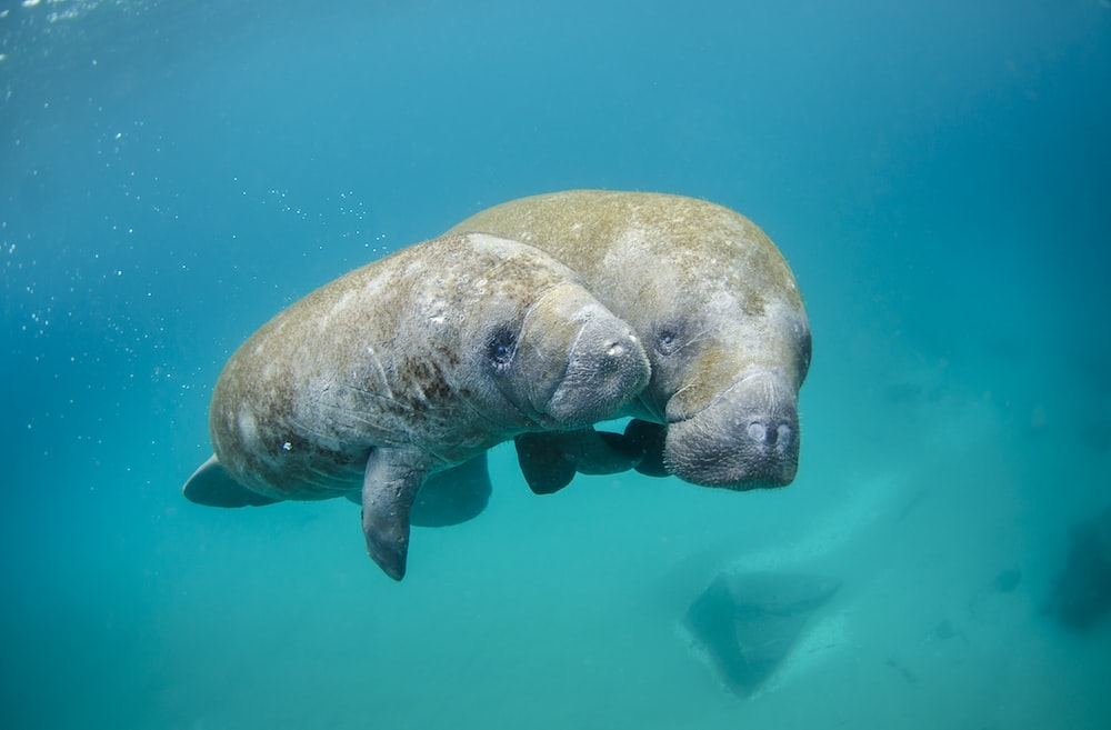 manatees swimming in clear waters